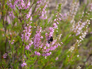 bumblebee pollinating blooming heather in summer