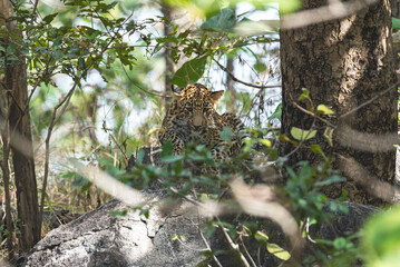 The leopard is a solitary, agile big cat, known for its spotted coat, exceptional climbing skills, stealth hunting, wide habitat range, and adaptability in diverse environments.
