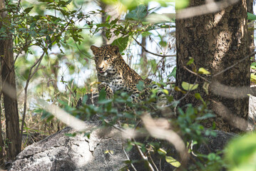 The leopard is a solitary, agile big cat, known for its spotted coat, exceptional climbing skills, stealth hunting, wide habitat range, and adaptability in diverse environments.