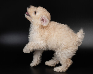 Jumping poodle dog
