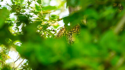 The leopard is a solitary, agile big cat, known for its spotted coat, exceptional climbing skills, stealth hunting, wide habitat range, and adaptability in diverse environments.