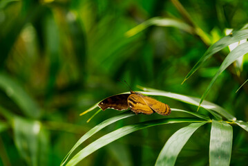 India is home to 1,300+ butterfly species, thriving in diverse habitats from forests to grasslands. Iconic species include the Common Rose, Blue Mormon, and Indian Nawab.