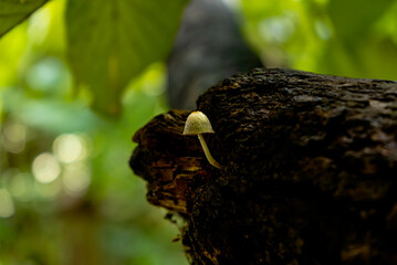 Sambar deer, monkey, bird, bamboo, flower, grass, mushroom