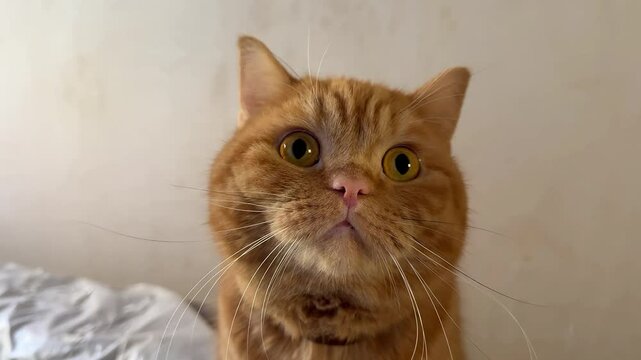 Portrait of a cat looking at the camera. Repairs in the background.
