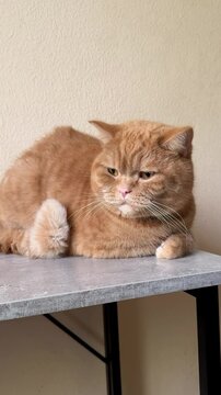 Ginger cat lying on the table.