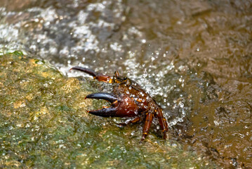 A freshwater crab stealthily waits in shallow water, its claws poised. With a swift lunge, it attempts to snatch a darting fish for prey.