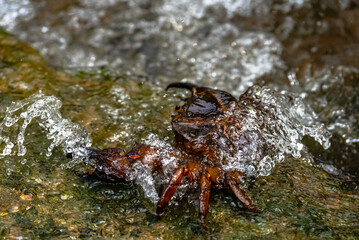 Crab waiting in fresh water to catch fish. 