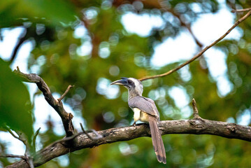 India’s birds include peacocks, eagles, kingfishers, flamingos, and cranes, thriving in forests, wetlands, deserts, grasslands, and the Himalayas.
