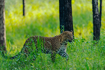 An Indian leopard crouches low in tall grass, its golden coat and dark rosettes blending seamlessly with the dappled light, hidden and watchful in the woods.
