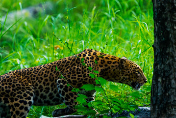 An Indian leopard crouches low in tall grass, its golden coat and dark rosettes blending seamlessly with the dappled light, hidden and watchful in the woods.