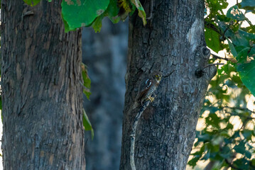 India’s birds include peacocks, eagles, kingfishers, flamingos, and cranes, thriving in forests, wetlands, deserts, grasslands, and the Himalayas.