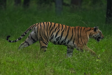 India hosts most of the world's tigers, vital for ecosystem health. Their iconic stripes and role as apex predators make them central to conservation efforts.