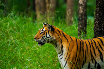 India hosts most of the world's tigers, vital for ecosystem health. Their iconic stripes and role as apex predators make them central to conservation efforts.