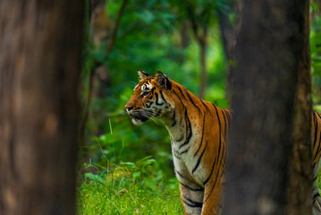 India hosts most of the world's tigers, vital for ecosystem health. Their iconic stripes and role as apex predators make them central to conservation efforts.