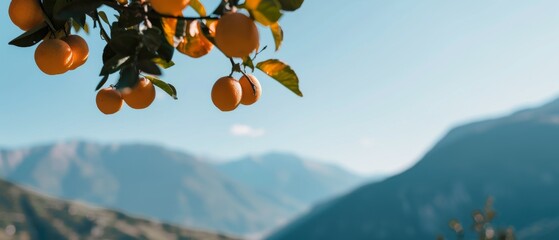 Oranges hang from trees, silhouetted against a clear, sunlit horizon of distant mountains,...