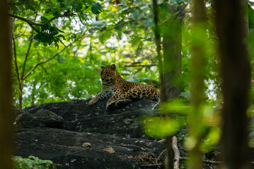 An Indian leopard crouches low in tall grass, its golden coat and dark rosettes blending seamlessly with the dappled light, hidden and watchful in the woods.