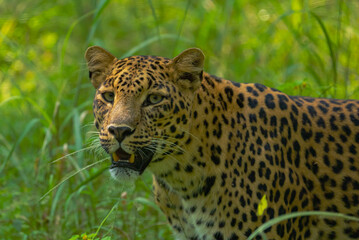 An Indian leopard crouches low in tall grass, its golden coat and dark rosettes blending seamlessly with the dappled light, hidden and watchful in the woods.