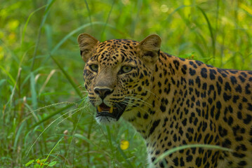 An Indian leopard crouches low in tall grass, its golden coat and dark rosettes blending seamlessly with the dappled light, hidden and watchful in the woods.