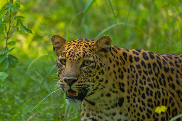 An Indian leopard crouches low in tall grass, its golden coat and dark rosettes blending seamlessly with the dappled light, hidden and watchful in the woods.