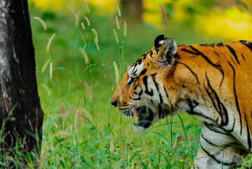 India hosts most of the world's tigers, vital for ecosystem health. Their iconic stripes and role as apex predators make them central to conservation efforts.