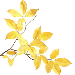 A branch with yellow leaves, isolated on a black background.