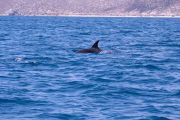 Fototapeta premium Wild Dolphins Swimming in Baja California Sur Mexico