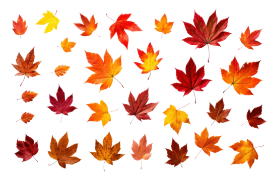 Crisp, colorful autumn leaves in shades of red, orange, and brown laid out on a white background