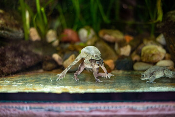 Titicaca water frogs, known for their unique adaptations and large size, thrive in the waters of Wrocław Zoo, captivating visitors with their distinctive features and intriguing behavior.