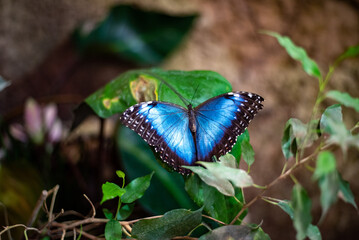 The blue morpho butterfly, renowned for its stunning iridescent wings, flutters gracefully in the butterfly exhibit at Wrocław Zoo, captivating visitors with its vibrant colors and delicate beauty.