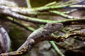 Anolis cybotes, also known as the cybotes anole, features a striking appearance with its vibrant colors and unique dewlap. Visitors at Wrocław Zoo
