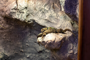The blue spiny lizard, renowned for its vibrant blue coloration and spiny texture, basks in the sun at Wrocław Zoo, captivating visitors with its striking appearance and lively behavior.