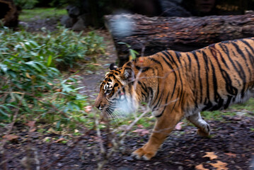 The Sumatran tiger, a critically endangered subspecies known for its striking stripes and muscular build, roams gracefully in its habitat at Wrocław Zoo