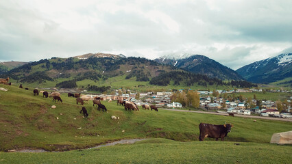 Cows grazing in lush pastures near a Kyrgyz village with mountains in the background