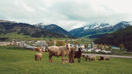 Obraz premium Sheep graze peacefully in a lush valley of Kyrgyzstan surrounded by mountains and village life