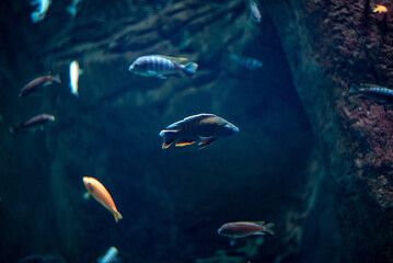 Coral reef fishes, known for their vibrant colors and diverse species, thrive in the dynamic environment at Wrocław Zoo