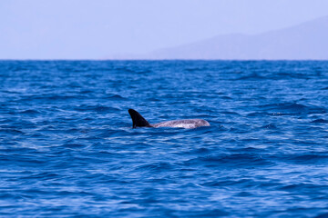 Fototapeta premium Wild Dolphins Swimming in Baja California Sur Mexico