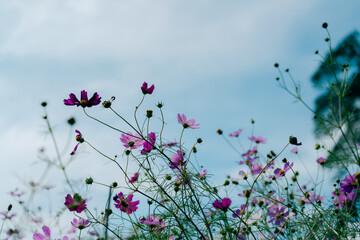コスモス畑を楽しむ女性