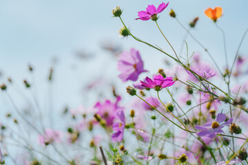 コスモス畑を楽しむ女性
