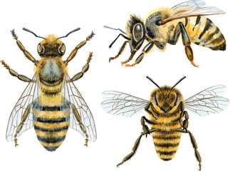 Bees watercolor illustration. Watercolor painting art. Hand painted.