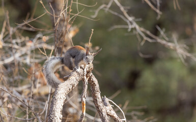 Obraz premium Abert's Squirrel in an Ariozna Forest