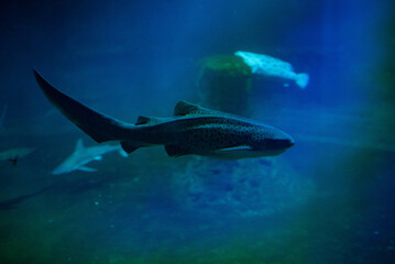 Fototapeta premium The leopard shark, known for its distinctive spotted pattern and sleek body, swims gracefully in the waters at Wrocław Zoo, captivating visitors with its unique appearance and gentle demeanor.
