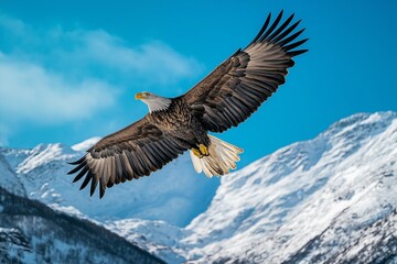 Fototapeta premium Majestic eagle soaring high above a mountain range, wings outstretched, against a vivid blue sky.
