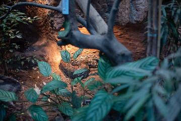 The Python Regius, or Royal Python, is a strikingly beautiful snake known for its distinct patterns and calm demeanor, often found in Wrocław Zoo's exotic exhibit.