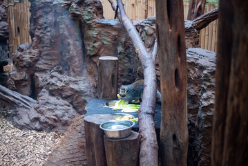 The Mongoose Lemur, a captivating primate with striking fur and expressive eyes, can be seen in Wrocław Zoo, showcasing its playful behavior and social nature.