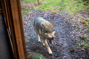 The Eurasian wolf, a majestic predator known for its striking fur and keen instincts, roams the grounds of Wrocław Zoo, embodying the spirit of the wild.