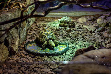 The Indian star tortoise, renowned for its striking star-patterned shell, gracefully moves in the habitat at Wrocław Zoo, captivating visitors with its unique beauty.