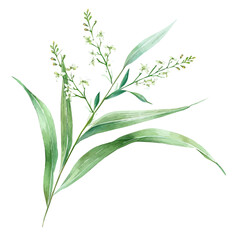 Watercolor of sugarcane blossom, isolated on a white background, and sugarcane blossom vector