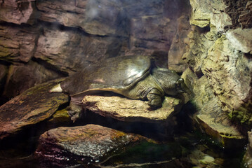 The Chinese softshell turtle, known for its distinctive soft shell and long neck, swims gracefully in the waters at Wrocław Zoo, fascinating visitors with its unique appearance.