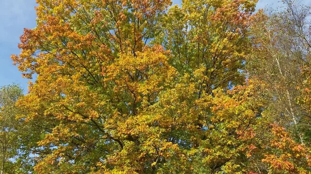 Branches of a red oak tree with vibrant yellow-orange autumn leaves swaying in the wind. Lift up to tree top.
