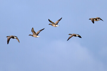 Ringelgänse in Schweden im Herbst